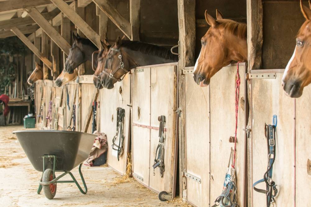 Pension chevaux