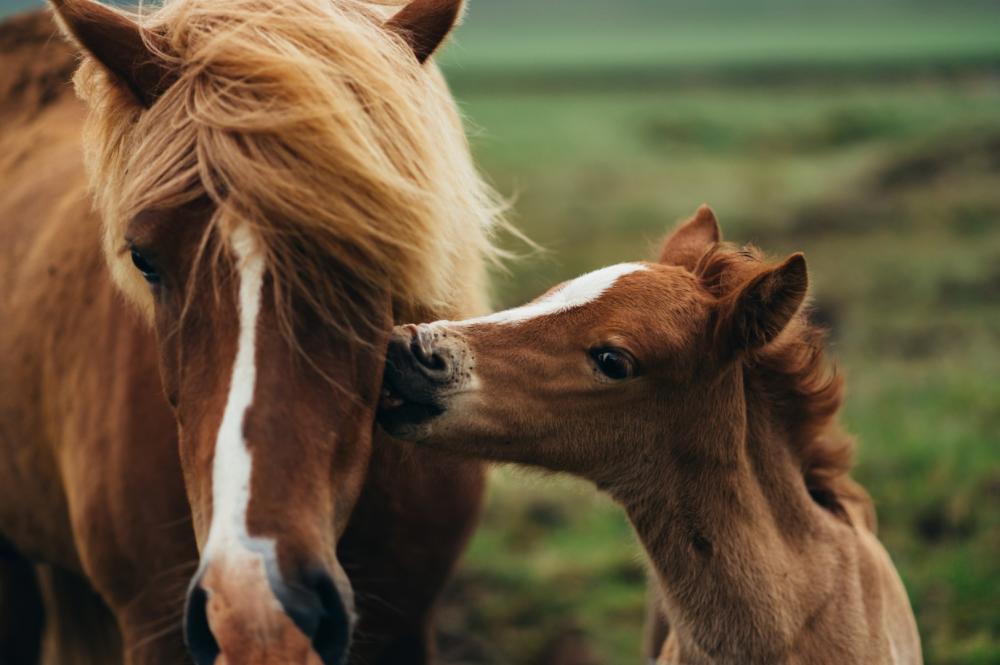 cheval