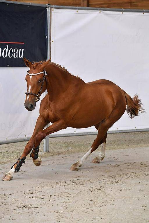 cheval
