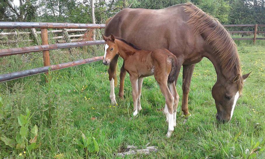 levage cheval