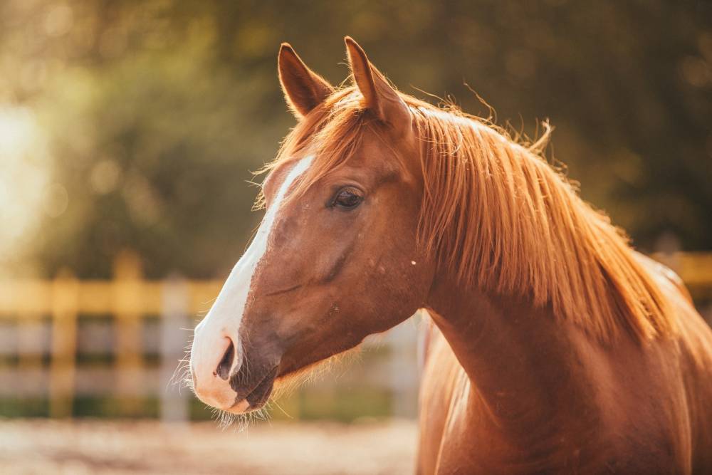 cheval