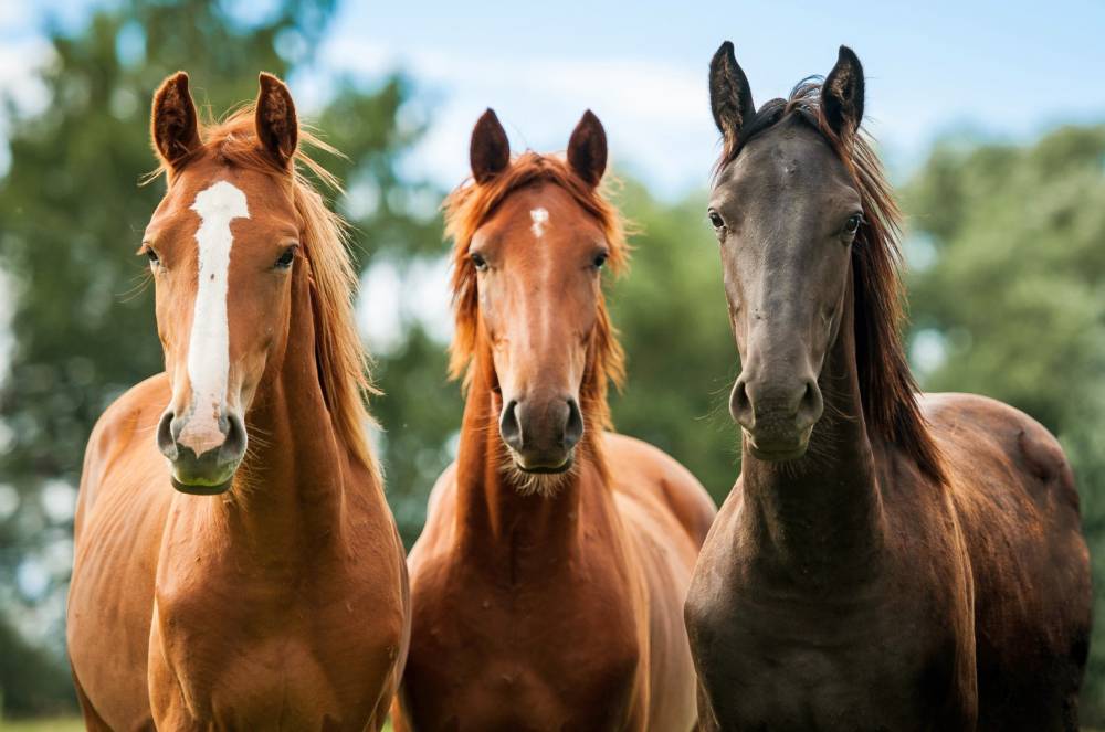 chevaux