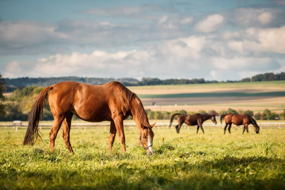 chevaux